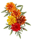 Spellbinders - The Cottage Garden Collection - Dies - Marigold-ScrapbookPal